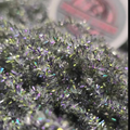 PL Exclusive New Age Chenille