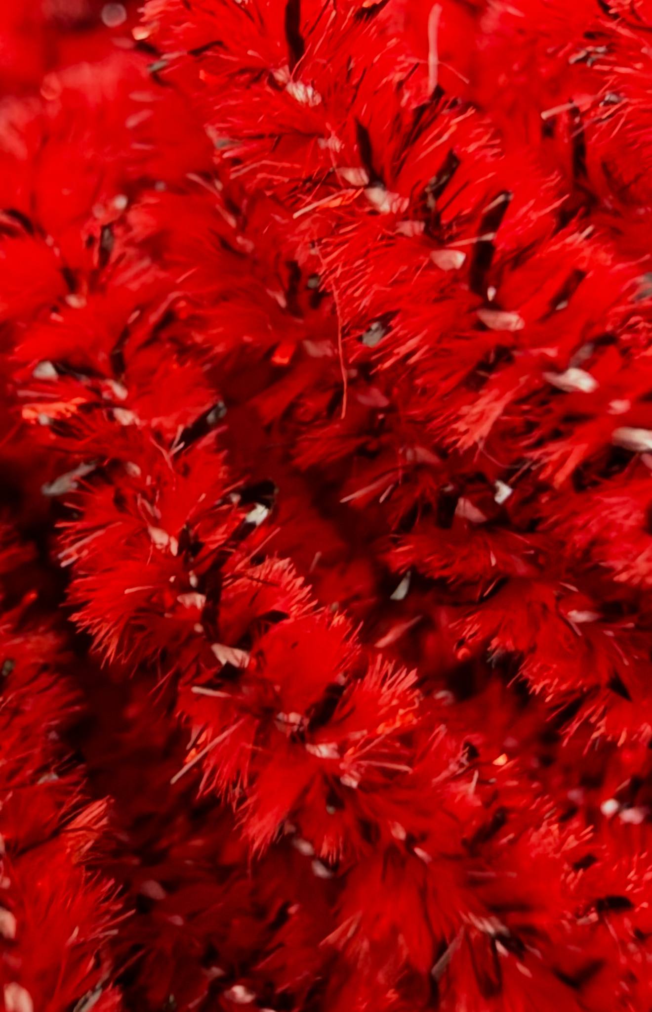PL Exclusive New Age Chenille