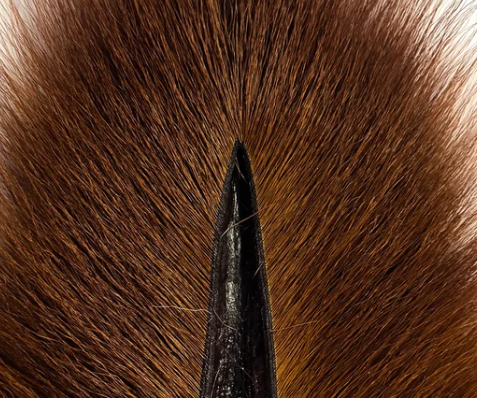 Full Buck tail