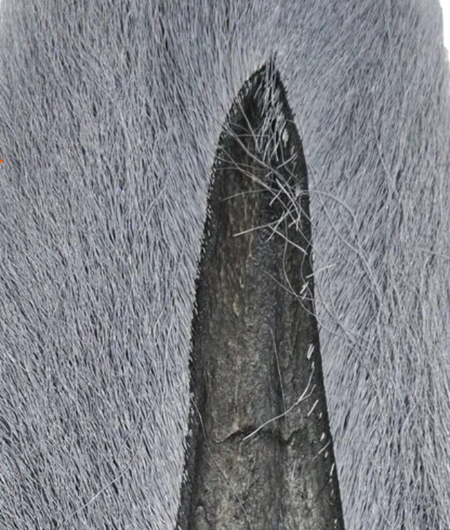 Full Buck tail